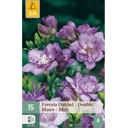 Bulbi de Frezie - Bulbi Freesia Double Blue Frezii Batute Jub Holland Pepiniera Sibiu