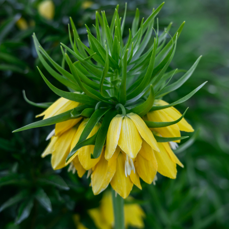 Bulbi de Lalele - Fritillaria Lutea Imperialis 24/26