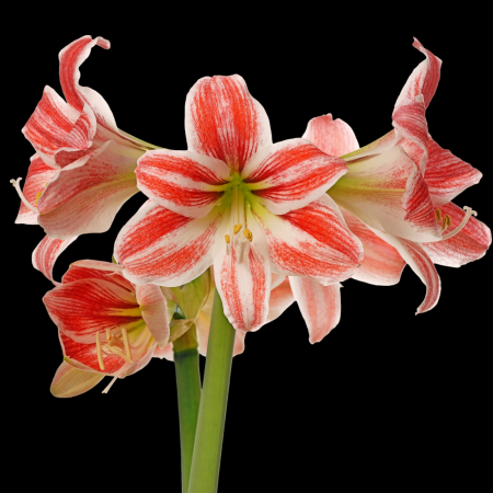 Bulbi de Flori - Amaryllis Ambiance  M26/28