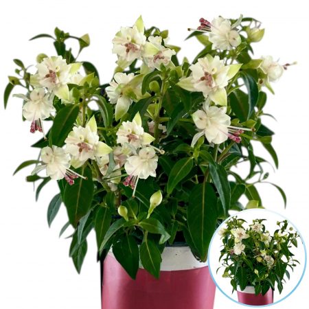 Flori Gradina si Balcon - Fuchsia (Cercelusi) - Alb