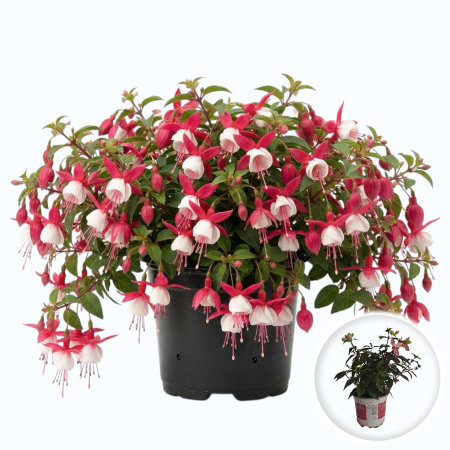 Flori Gradina si Balcon - Fuchsia Bella cercelus roz alb flori umbra ghiveci Pepiniera Sibiu