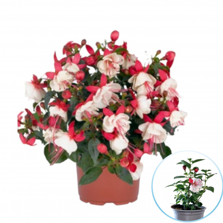 Flori Gradina si Balcon - Fuchsia (Cercelusi) - Alb/Roz (P12)