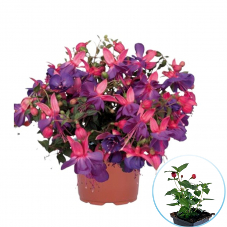 Flori Gradina si Balcon - Fuchsia (Cercelusi) - Mov/Roz (P12)
