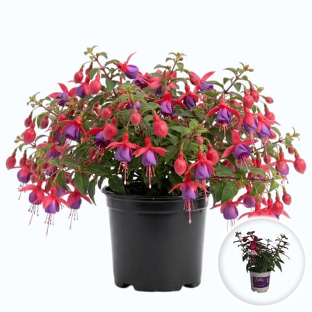 Flori Gradina si Balcon - Fuchsia Bella cercelus mov roz flori umbra balcon ghiveci Pepiniera Sibiu