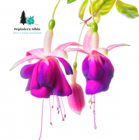 Flori Gradina si Balcon - Fuchsia (Cercelusi) - Mariska (P12)