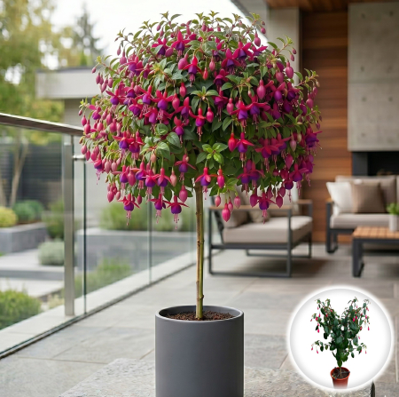 Flori Gradina si Balcon - fuchsia-hybrida-pe-tulpina-cercelus-pomisor-pepiniera-sibiu