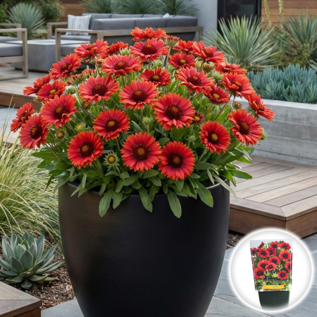Flori Gradina si Balcon - gaillardia-spintop-red-planta-perena-rosie-pepiniera-sibiu