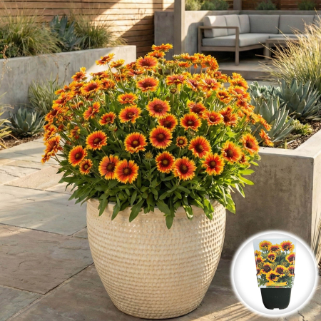 Flori Gradina si Balcon - gaillardia-spintop-red-starburst-flori-perene-bicolore-pepiniera-sibiu