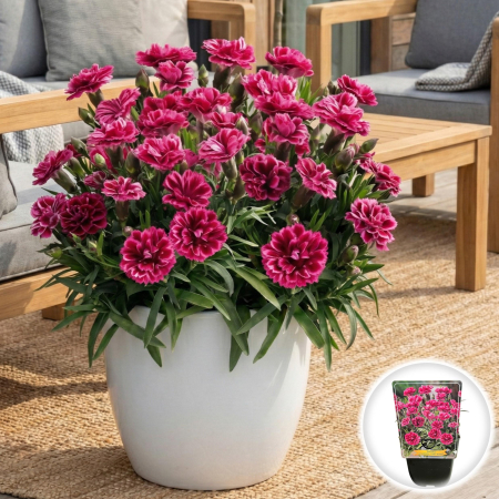 Flori Gradina si Balcon - dianthus-caryophyllus-code-bicolour-garofite-ghiveci-pepiniera-sibiu
