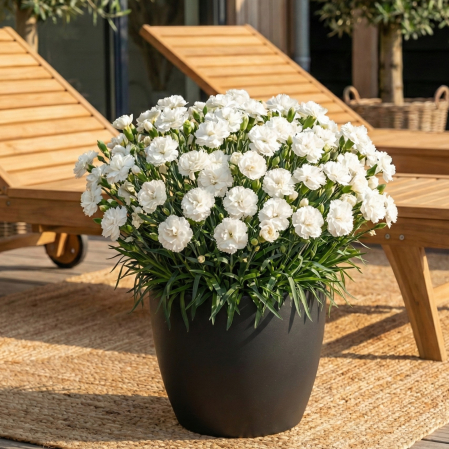dianthus-caryophyllus-code-white-garoafe-albe-ghiveci-pepiniera-sibiu [1]