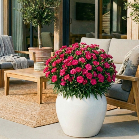 dianthus-caryophyllus-perman-fancy-cherry-garofite-ghiveci-pepiniera-sibiu [1]