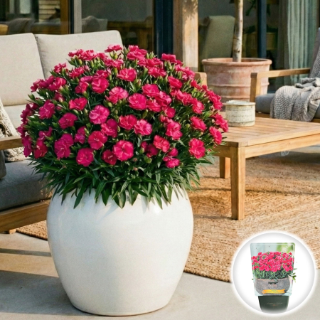 Flori Gradina si Balcon - dianthus-caryophyllus-perman-fancy-cherry-garofite-ghiveci-pepiniera-sibiu