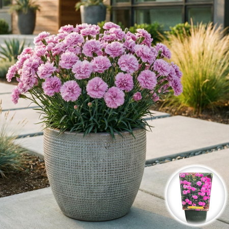 Flori Gradina si Balcon - dianthus-perman-fancy-lilac-garoafe-ghiveci-lila-pepiniera-sibiu