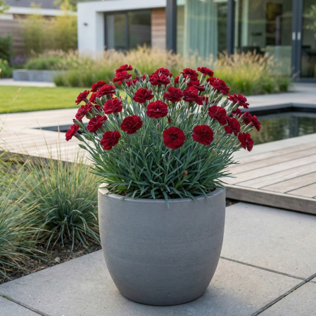 dianthus-caryophyllus-perman-red-garoafe-rosii-ghiveci-pepiniera-sibiu [1]