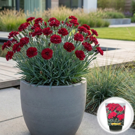 Flori Gradina si Balcon - dianthus-caryophyllus-perman-red-garoafe-rosii-ghiveci-pepiniera-sibiu