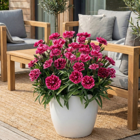 dianthus-caryophyllus-code-bicolour-garofite-ghiveci-pepiniera-sibiu [1]