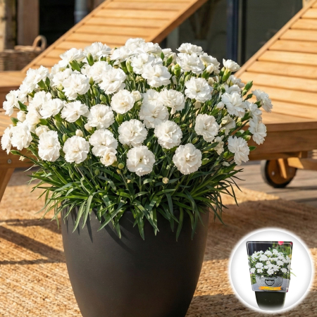 Flori Gradina si Balcon - dianthus-caryophyllus-code-white-garoafe-albe-ghiveci-pepiniera-sibiu