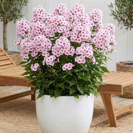 phlox-paniculata-bright-eyes-brumarele-roz-pepiniera-sibiu [1]