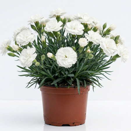 Flori Gradina si Balcon - Garofita Dianthus Oscar White Ghiveci Inflorita Pepiniera Sibiu