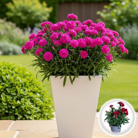 Flori Gradina si Balcon - Garofite Parfumate - Mov (P11)