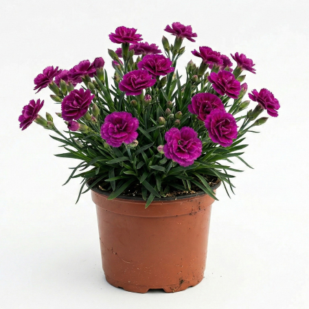 Flori Gradina si Balcon - Garofita Dianthus Oscar Purple Ghiveci Inflorita Pepiniera Sibiu