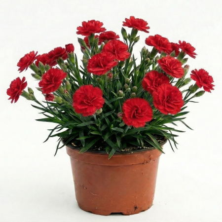 Flori Gradina si Balcon - Garofita Dianthus Oscar Red Light Ghiveci Inflorita Pepiniera Sibiu