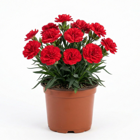 Flori Gradina si Balcon - Garofita Dianthus Oscar Red Light Ghiveci Inflorita Pepiniera Sibiu