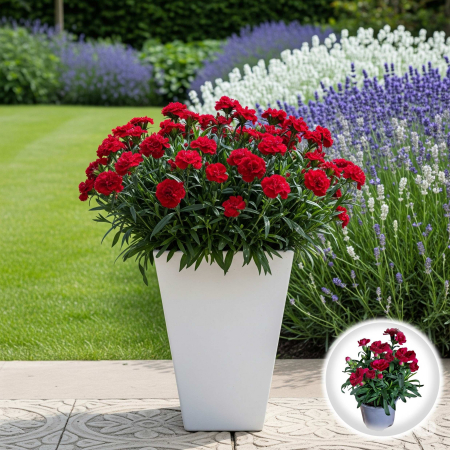 Flori Gradina si Balcon - Garofite Parfumate - Rosu (P11)