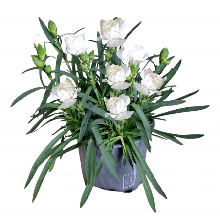 Flori Gradina si Balcon - Garofite Parfumate - Alb (P11)