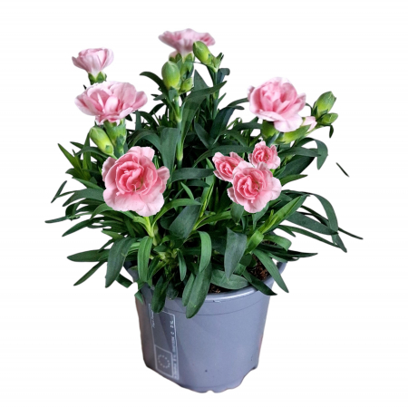 Flori Gradina si Balcon - Garofite Parfumate - Somon (P11)