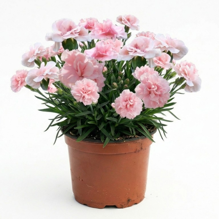 Flori Gradina si Balcon - Garofita Dianthus Oscar Pink Ghiveci Inflorita Pepiniera Sibiu