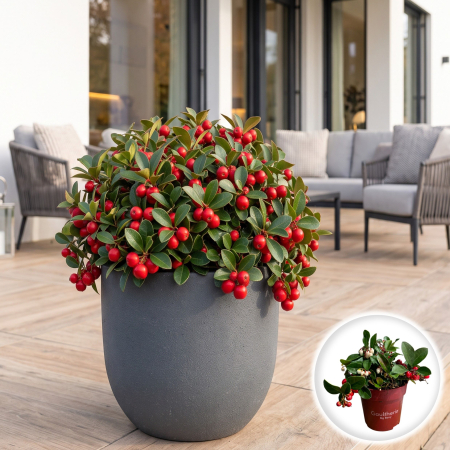 Flori Gradina si Balcon - gaultheria-big-berry-merisor-de-munte-ornamental-pepiniera-sibiu