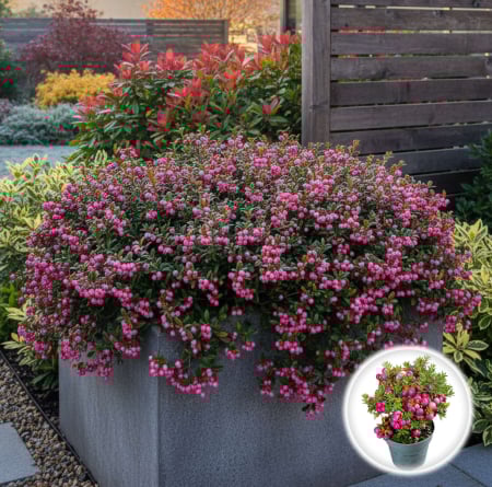 Plante Decorative - Gaultheria mucronata - Roz