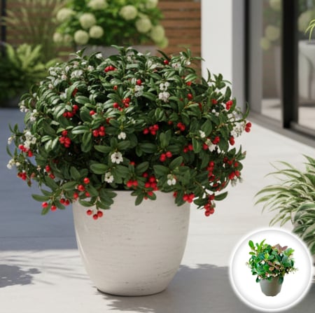 Gaultheria - Gaultheria procumbens - 20cm