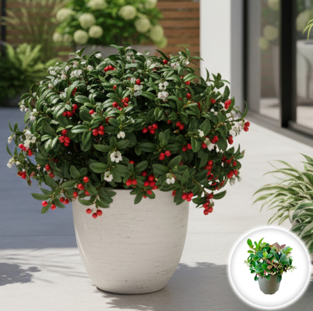 Flori Gradina si Balcon - gaultheria-procumbens-red-merisor-de-munte-pepiniera-sibiu