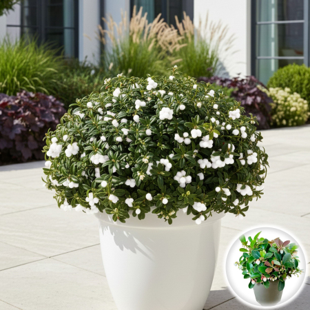 Gaultheria procumbens - White - 25cm+