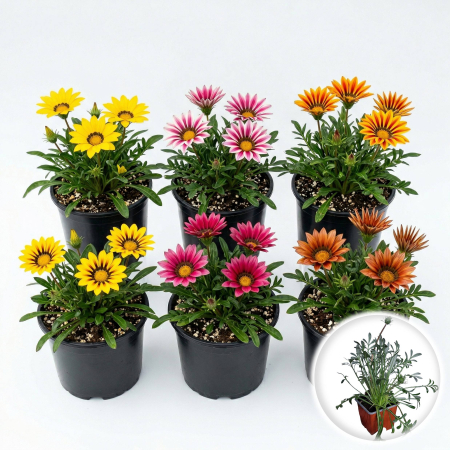 Flori Gradina si Balcon - Gazania flori mix culori soare plin ghiveci Pepiniera Sibiu