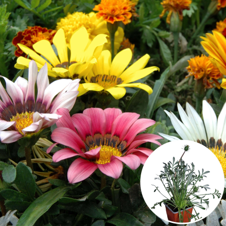 Flori Gradina si Balcon - Gazania - Diverse culori (P9)