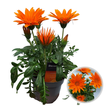 Flori Gradina si Balcon - Gazania - Diverse culori (P9)