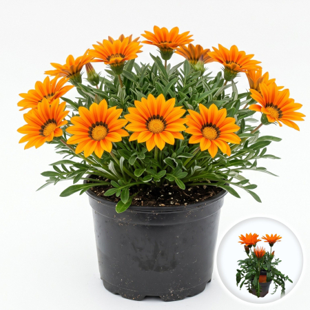 Flori Gradina si Balcon - Gazania rigens Gelbe Jupiter Orange flori rezistente soare seceta ghiveci 10cm imbobocita Pepiniera Sibiu