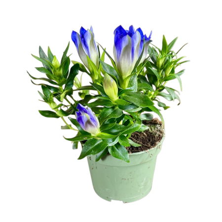Gentiana Diamond Blue - 20cm+ [1]