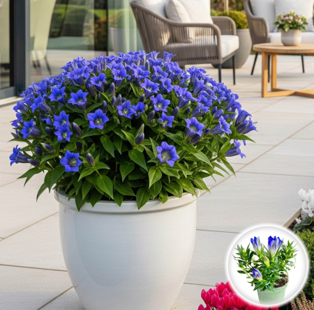 Gentiana - Gentiana Diamond Blue - 20cm+