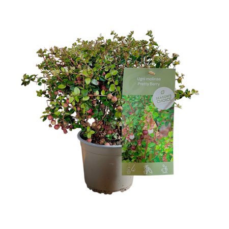 Ugni Pretty Berry - 40cm [1]