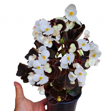 Flori Gradina si Balcon - Ghetisoare Albe (2L)