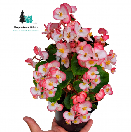 Flori Gradina si Balcon - Ghetisoare Bicolor (2L)