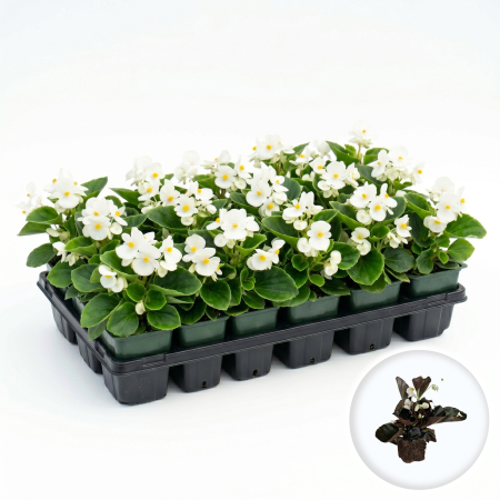 Flori Gradina si Balcon - Begonia Semperflorens Alb floare gheata ghiveci 9cm Pepiniera Sibiu