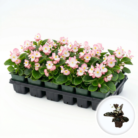 Flori Gradina si Balcon - Begonia Semperflorens Bicolor roz alb floare gheata ghiveci Pepiniera Sibiu