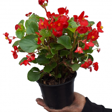 Flori Gradina si Balcon - Ghetisoare Rosu (2L)