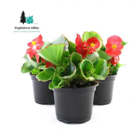 Flori Gradina si Balcon - Ghetisoare Diverse (P9)