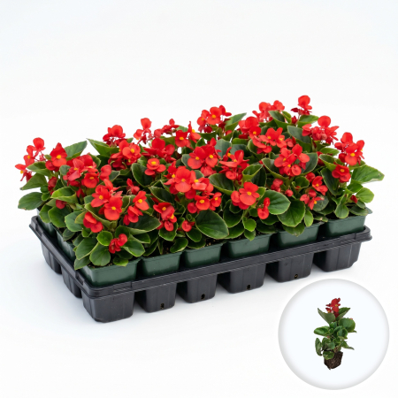 Flori Gradina si Balcon - Begonia Semperflorens Rosu floare gheata ghiveci Pepiniera Sibiu
